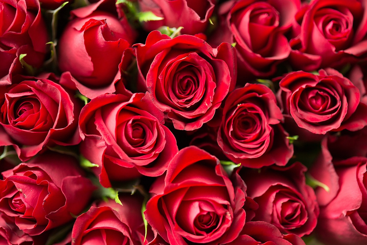 red, roses, flower wallpaper-1867767.jpg